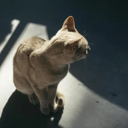 Primus Nefes Adult Only